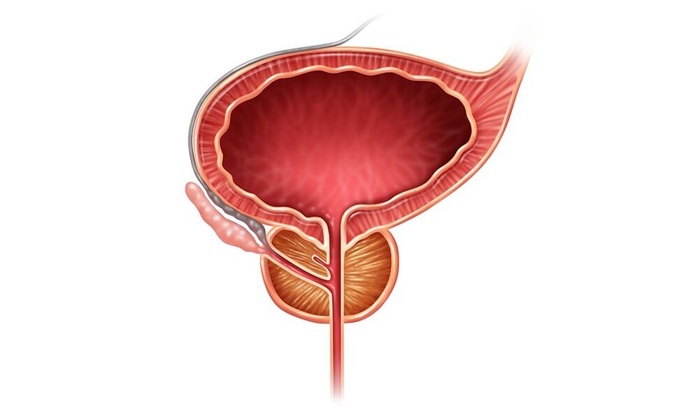 lokacija prostate pri moških